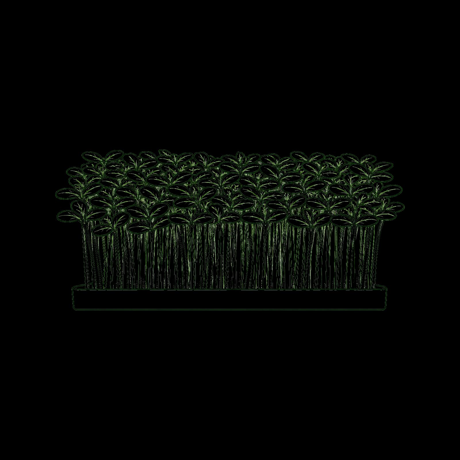 Ilustrasi Microgreen sawi & kangkung