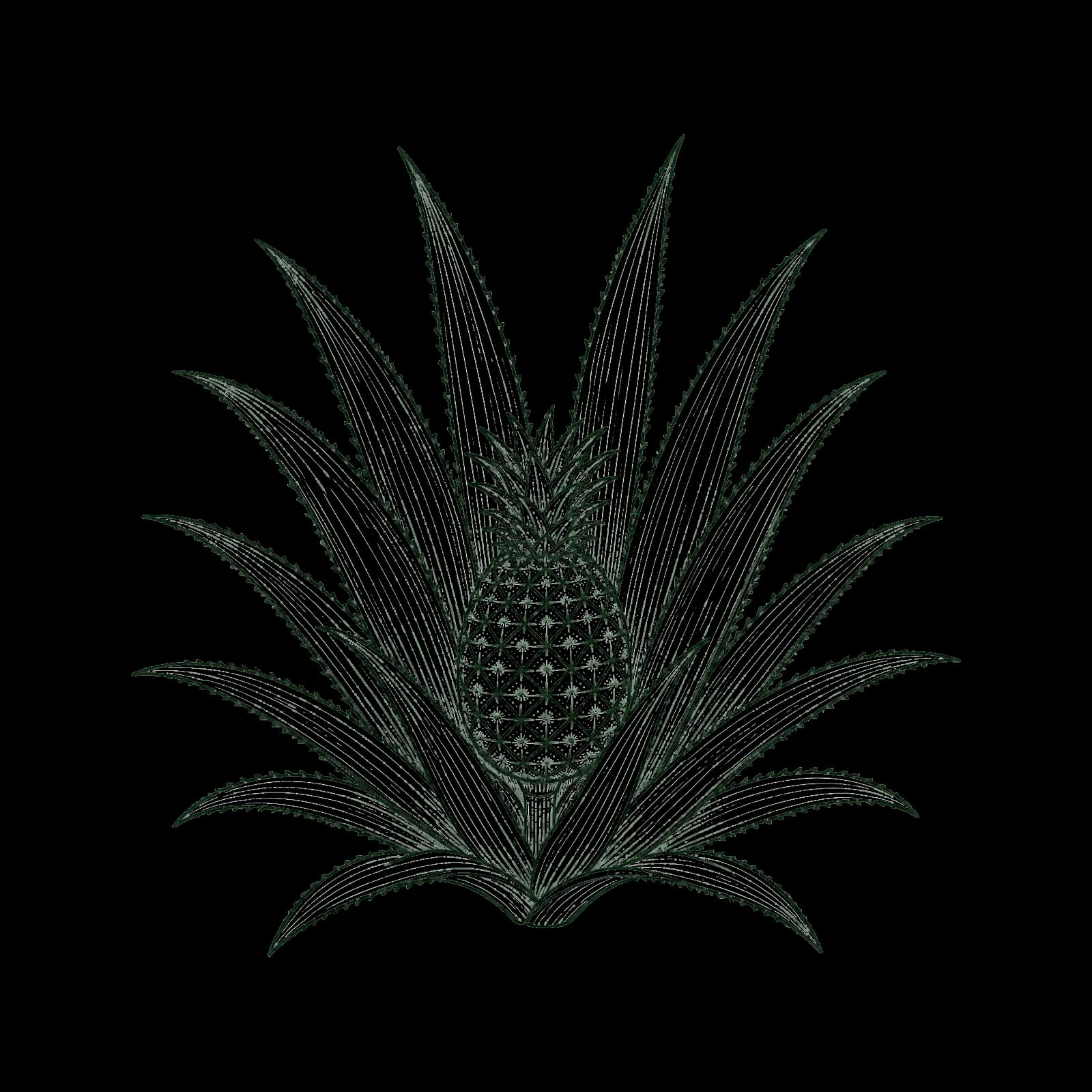 Ilustrasi Nanas