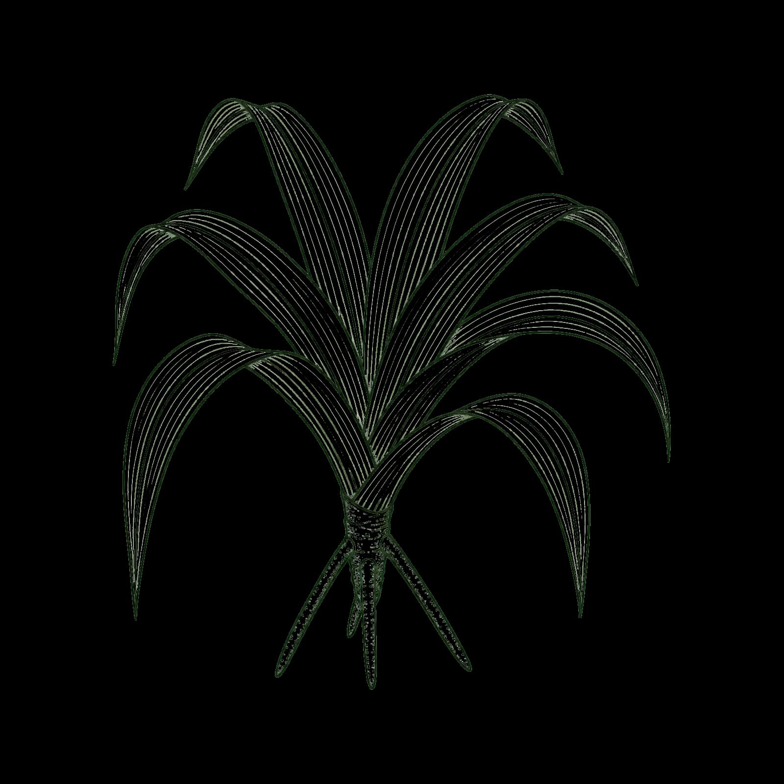 Ilustrasi Pandan