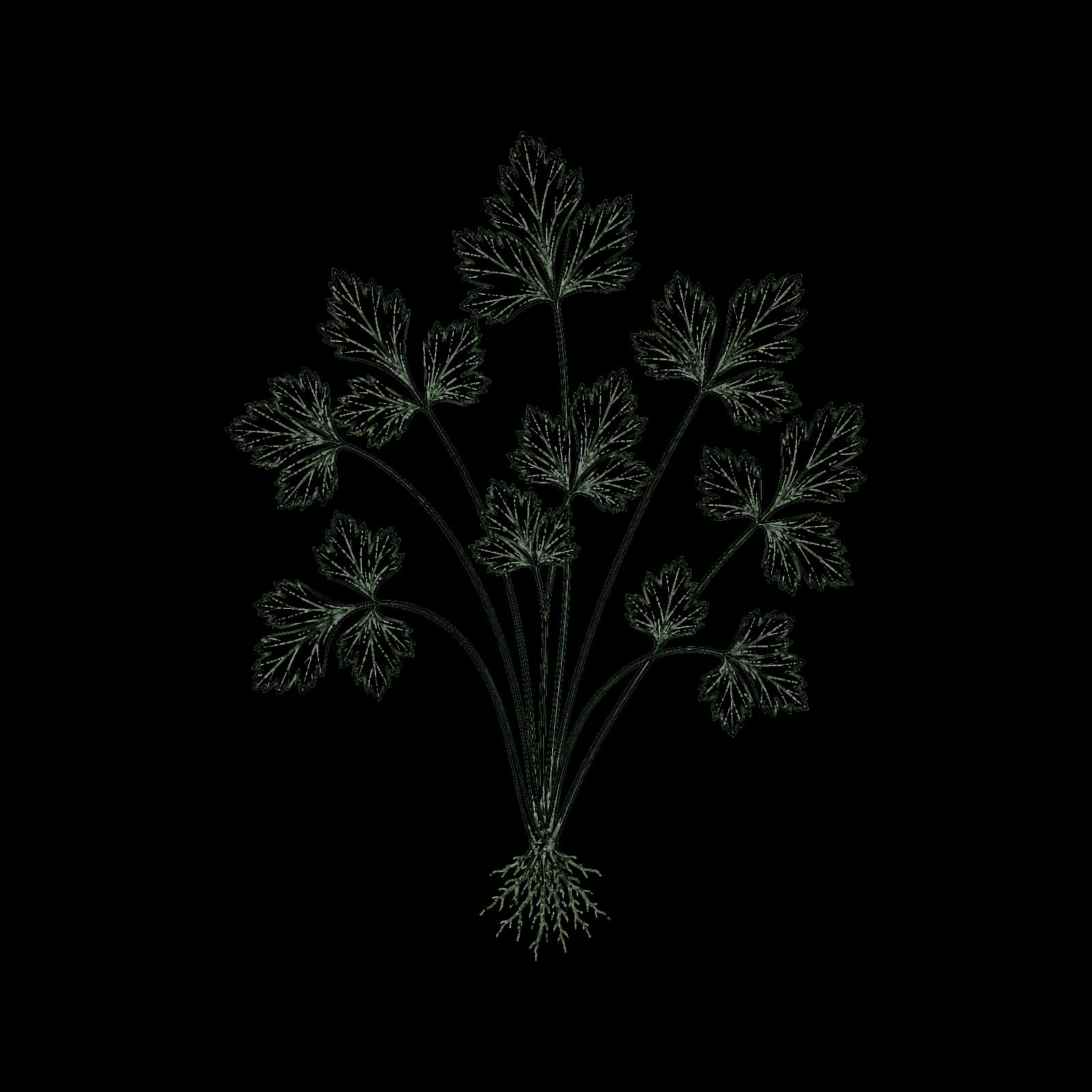 Ilustrasi Seledri daun