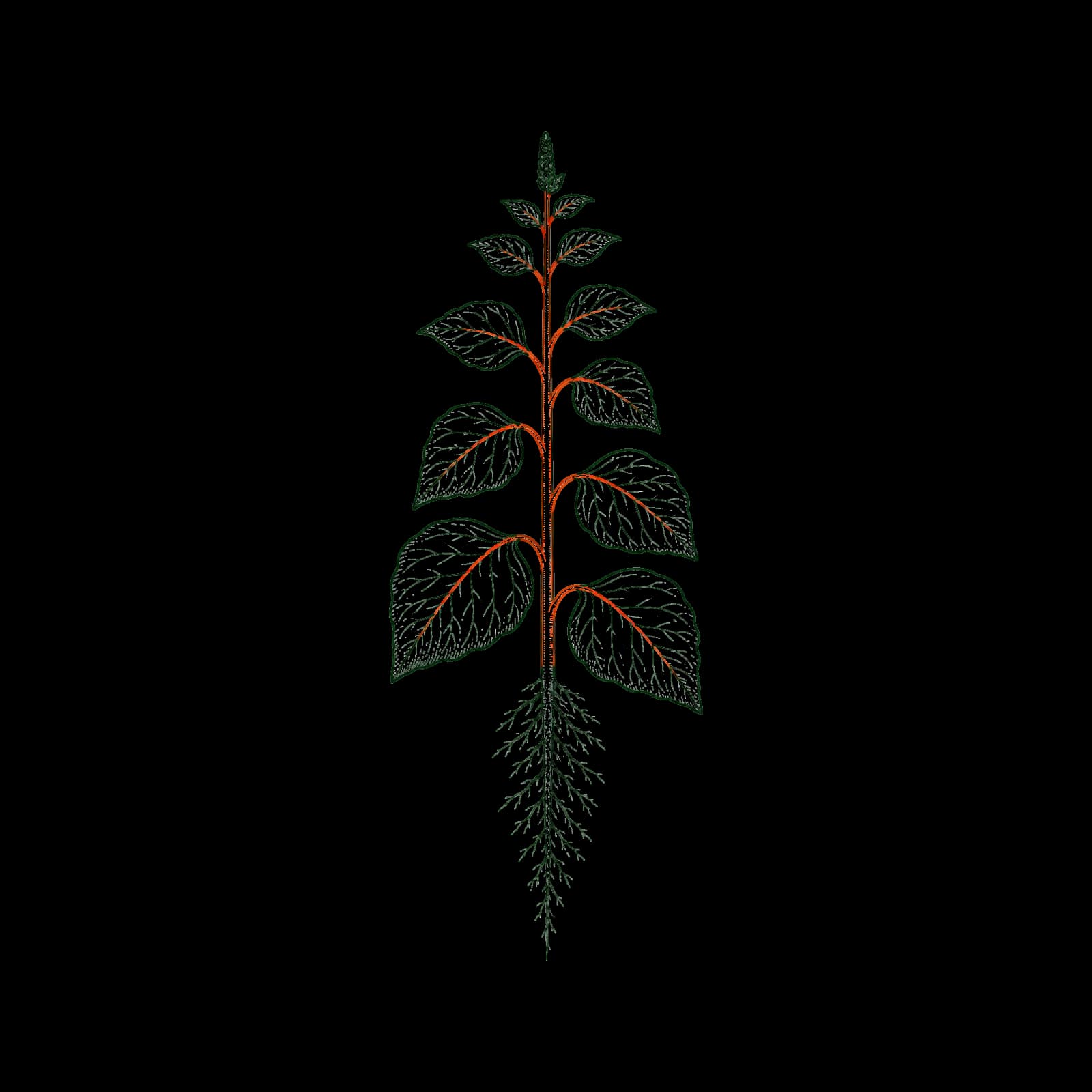 Ilustrasi Bayam merah
