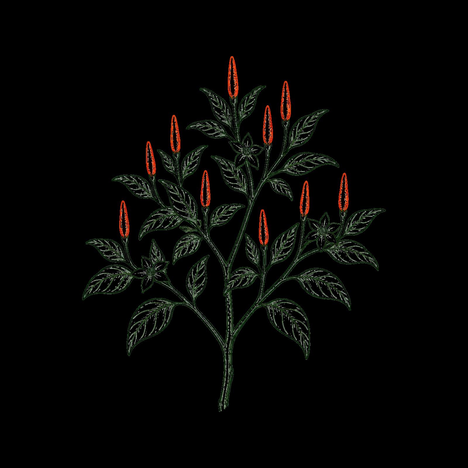 Ilustrasi Cabai rawit