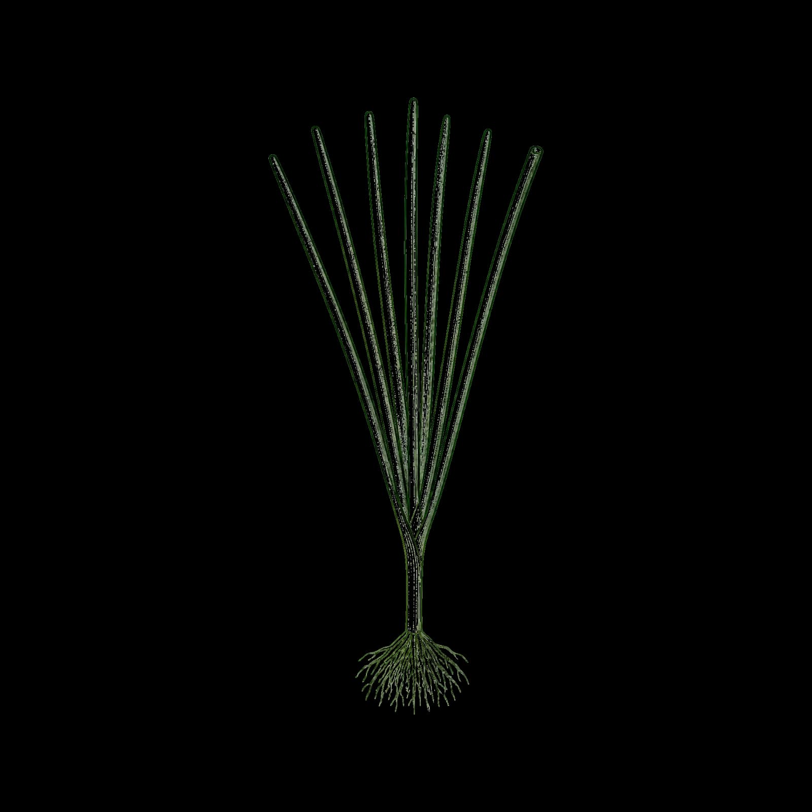Ilustrasi Daun bawang