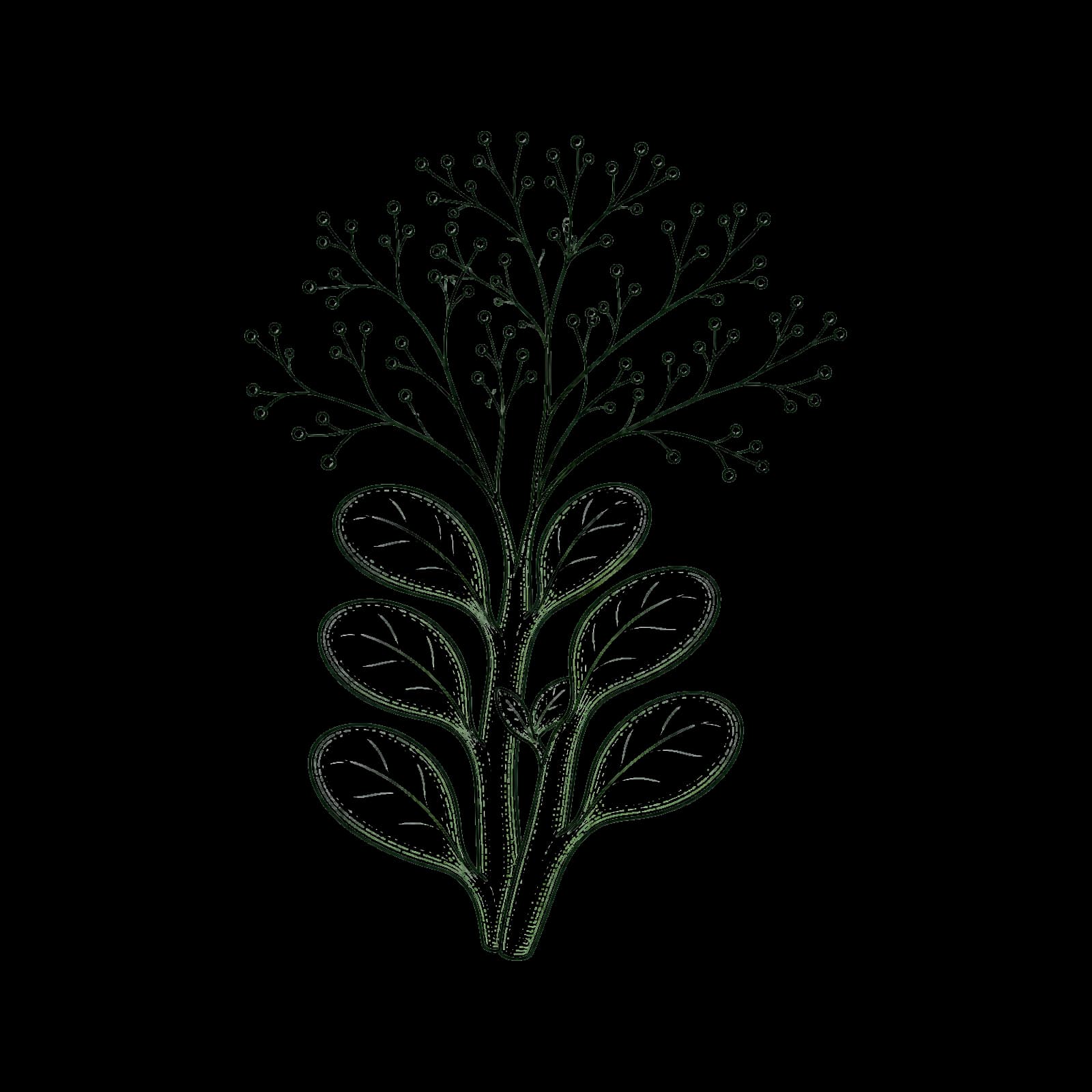Ilustrasi Daun ginseng jawa