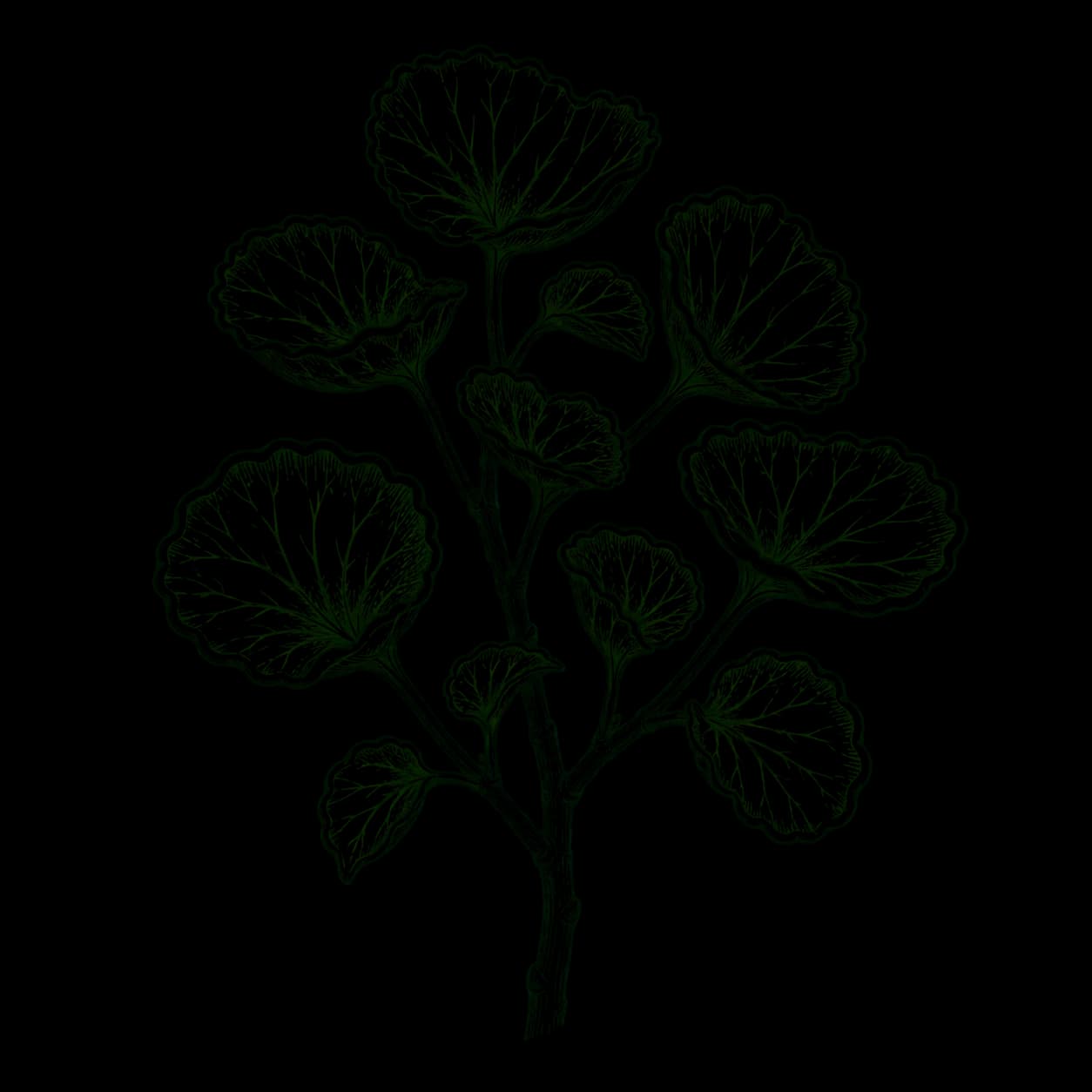 Ilustrasi Daun mangkokan