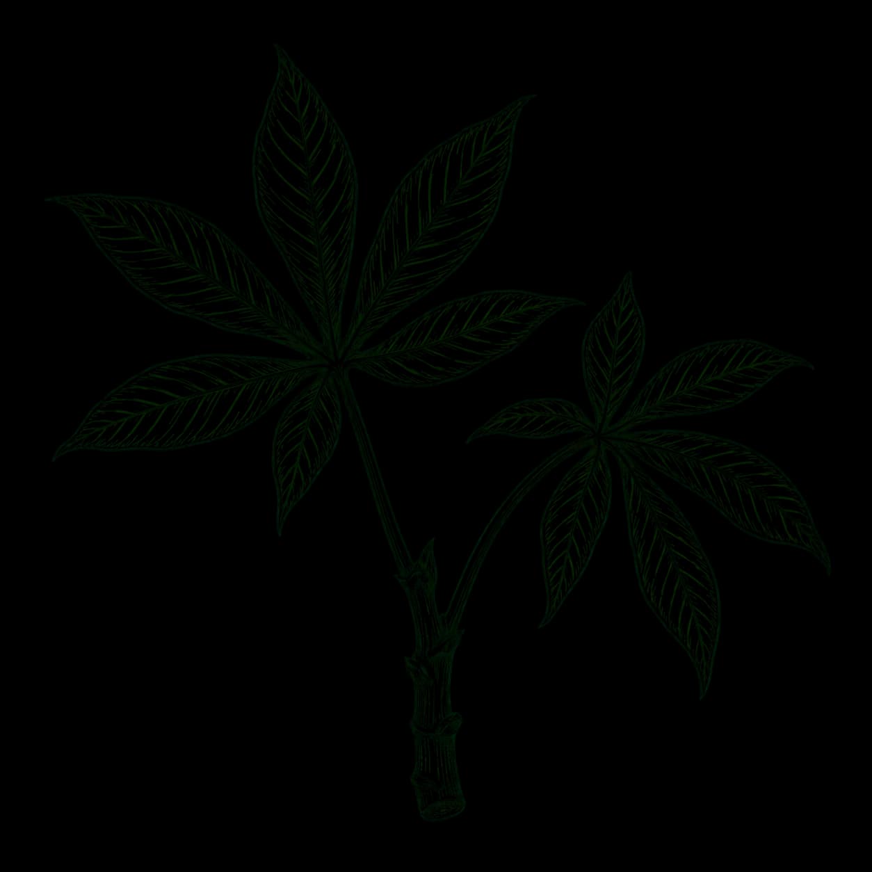 Ilustrasi Daun singkong