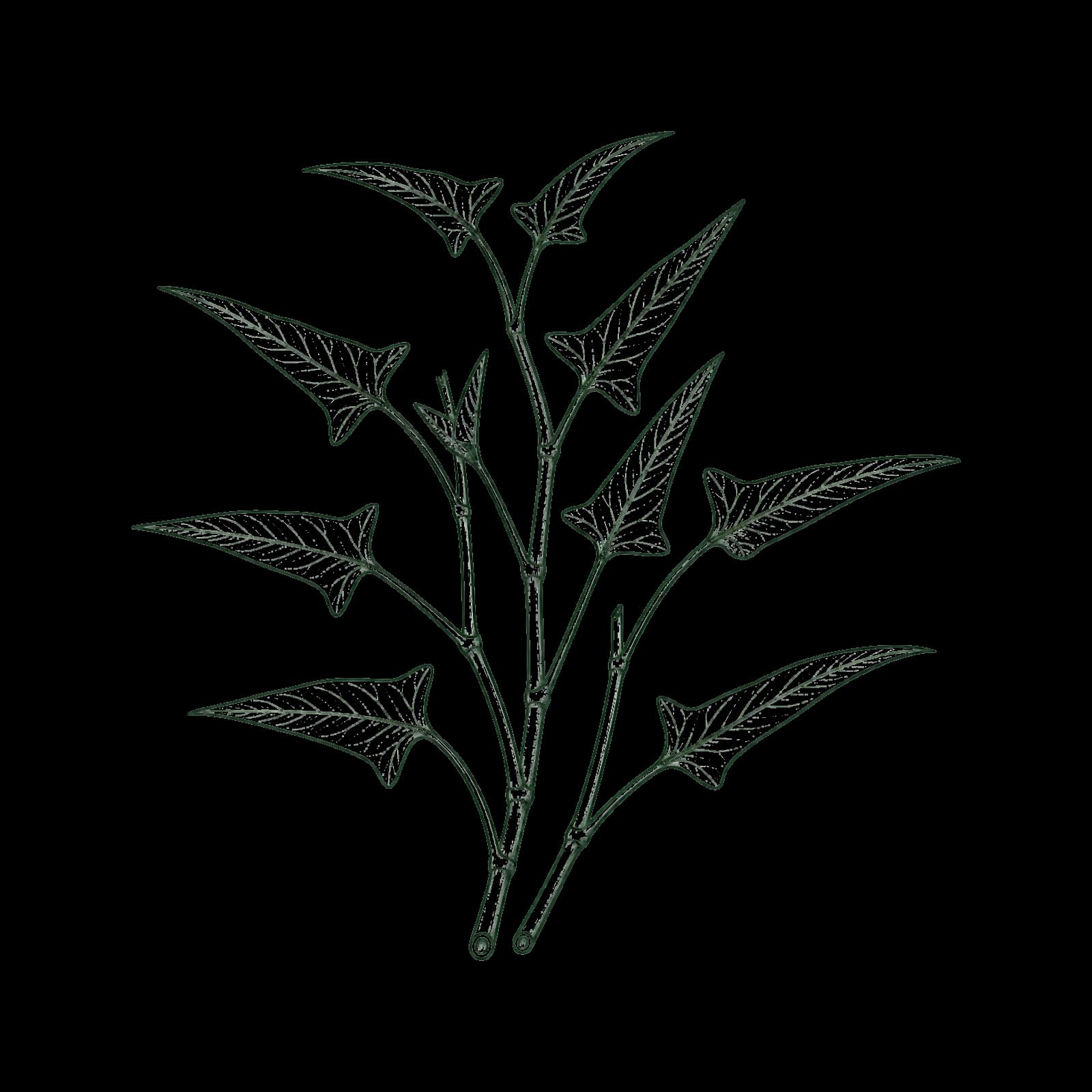 Ilustrasi Kangkung darat