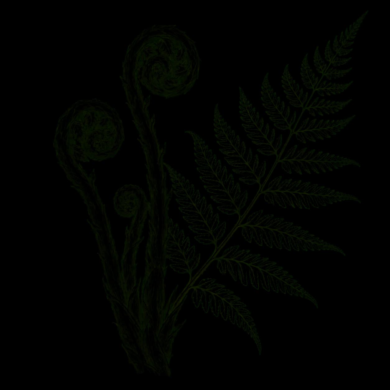 Ilustrasi Pakis sayur