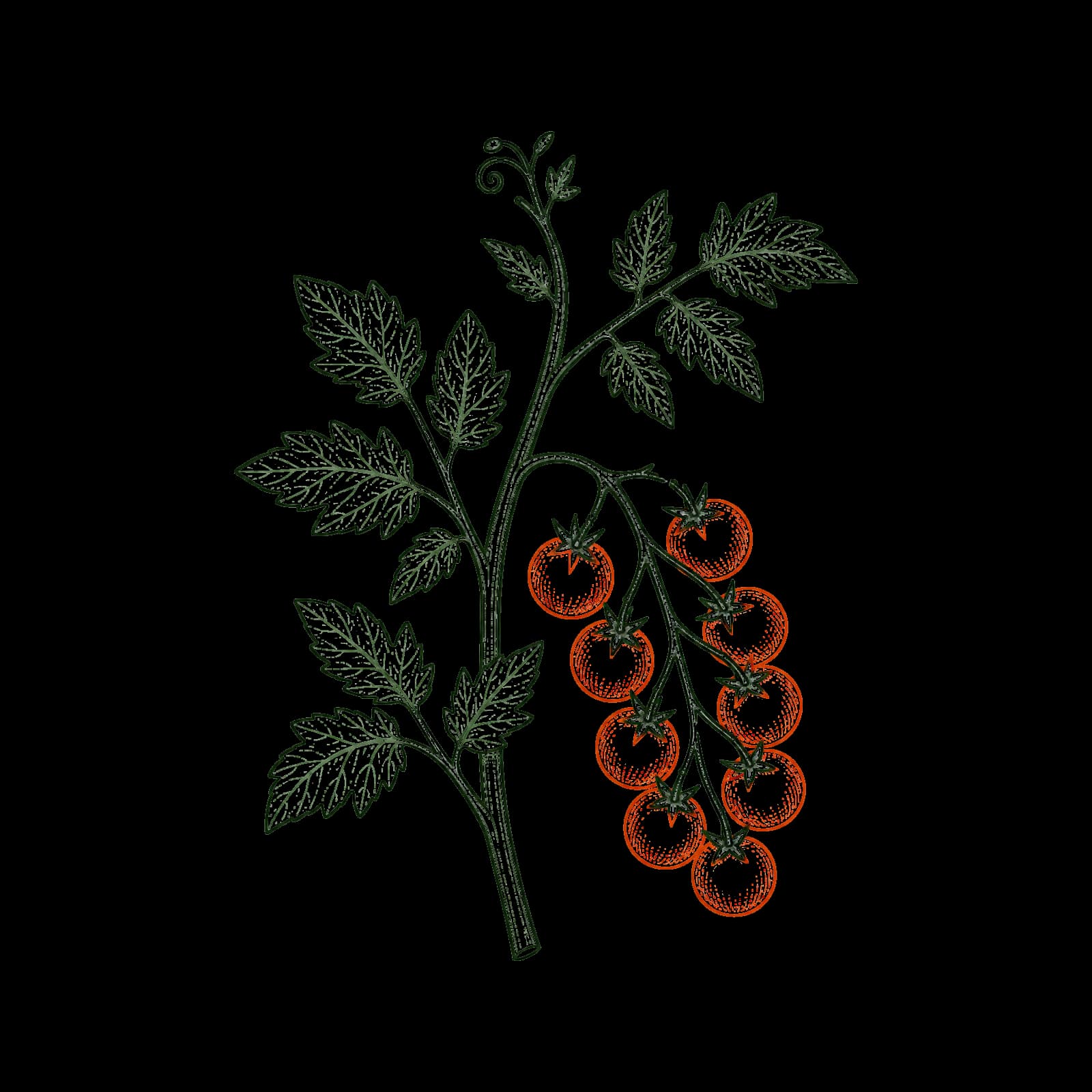 Ilustrasi Tomat ceri